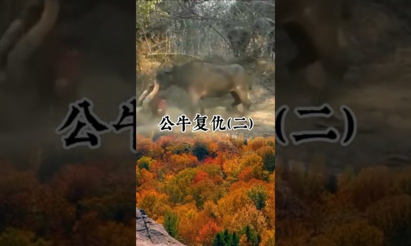 Crazy Hunting, Fight Moments Of Wild Animals#Animal Fight#Wildlife#animals #shorts 28