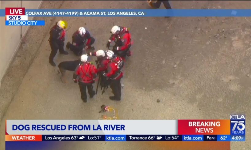 Crews rescue dog from L.A. River after saving 2 people