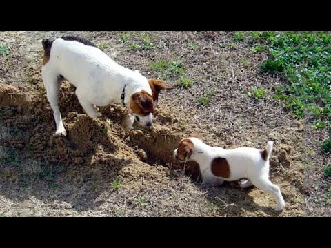 🐶Cute Puppies Doing Funny Things 2022🐶 #12 Cutest Dogs