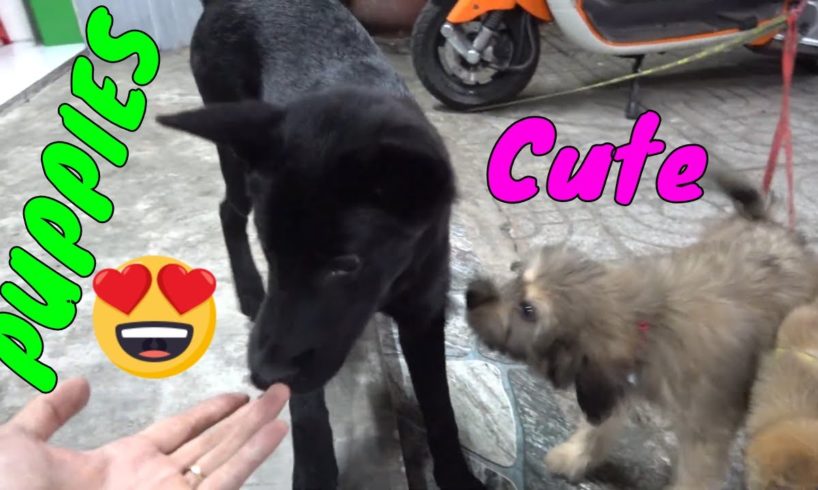 Cute Puppies React When Being Filmed 3 - Cutest Baby Dogs | Viral Dog