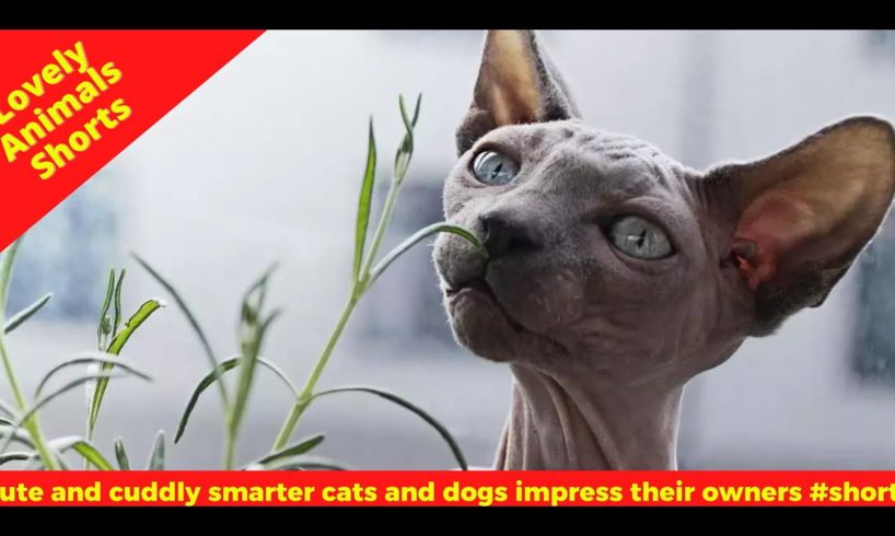 Cute and cuddly smarter cats and dogs impress their owners #shorts