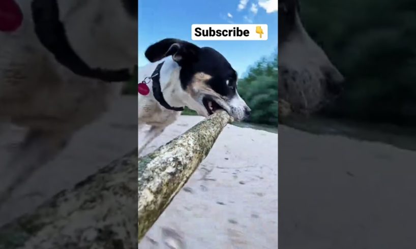 Cute dog playing with a stick 🤣 Funny Puppy 🐶 Beautiful Animals Please Subscribe 👇