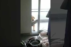 Cutest Puppy Can't Figure Out Door! #Shorts #NationalPuppyDay