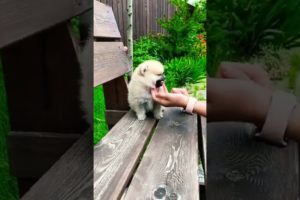 Cutest Puppy 🥰 -Videos With Cute puppies - Cutest puppy ever 🥰💖 Dog Videos