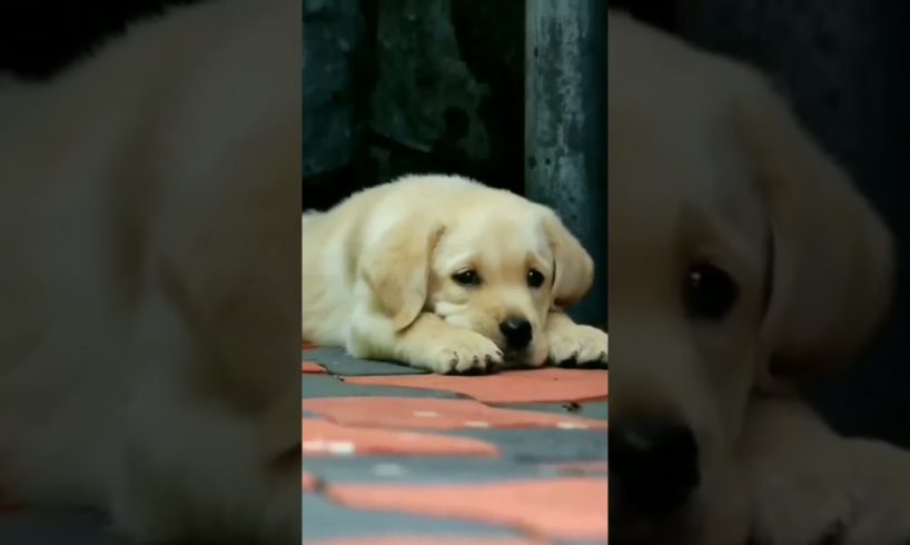 Cutest labrador 😘😘 & Funniest puppies #labrador #funnydogs #cutedog #funnypuppy #shorts #trending