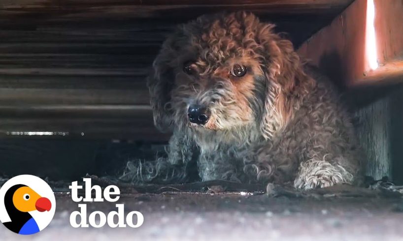 Dog Living In Junkyard Refused To Be Rescued Without His Sister | The Dodo