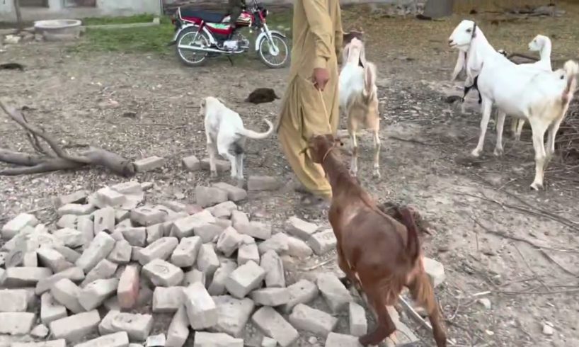 Dog and goat meeting and rescue both animals part 2