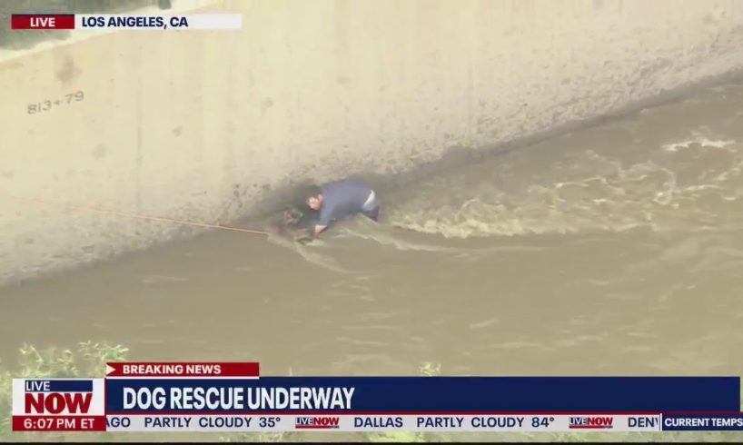 Dog rescued from LA River | LiveNOW from FOX