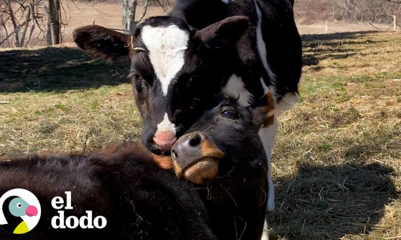 Esta es la prueba de que existe el amor a primera vista | El Dodo