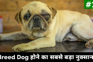 Farm par aaye teen breed dogs | Update #15