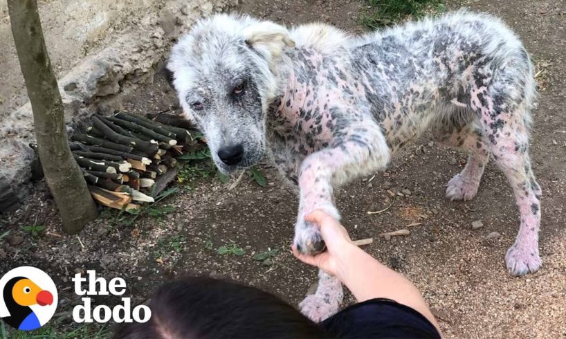 Friendly Stray Dog Refuses To Be Rescued Without Her Best Friend | The Dodo