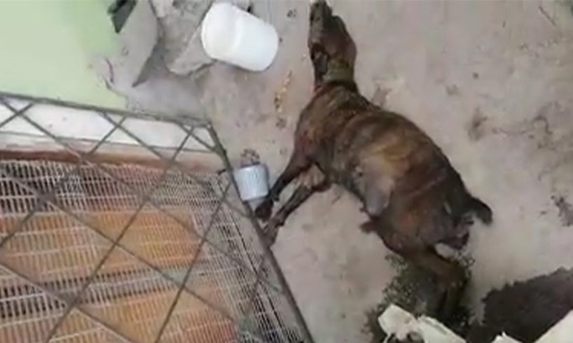 Full story - Mama Dog Giving Premature Birth on The Street after Being Chased Away By The Owner