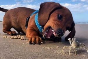 Funniest & Cutest Dachshund Puppies #3