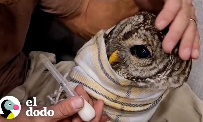 Gente trae un búho herido a su casa y él confía en ellos por completo | El Dodo