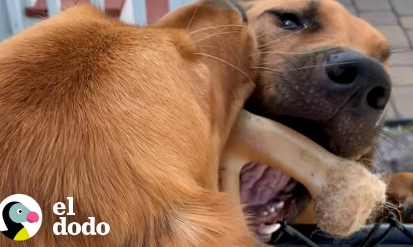 Golden retriever va a la cerca todos los días para visitar a su novia | El Dodo