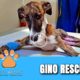 Hope Rescues Pup With Broken Leg Named Gino + Apollo Update - @Viktor Larkhill Extreme Rescue