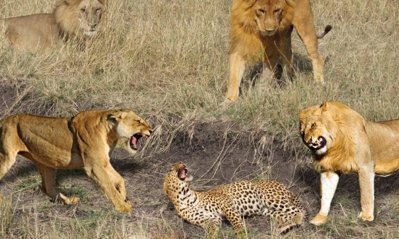 How Lions Kill A Leopard In The Wild- Animal Fights