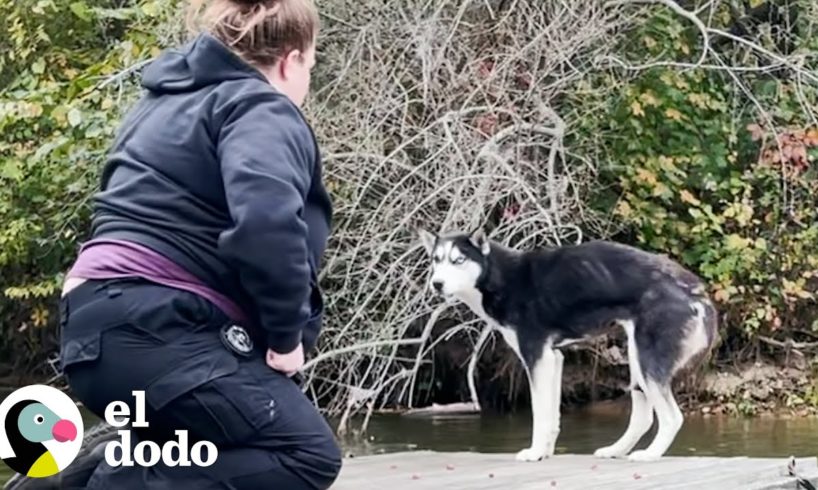 Husky no dejaba que nadie la tocara, hasta que conoció a sus rescatistas | ¡Adóptame! | El Dodo