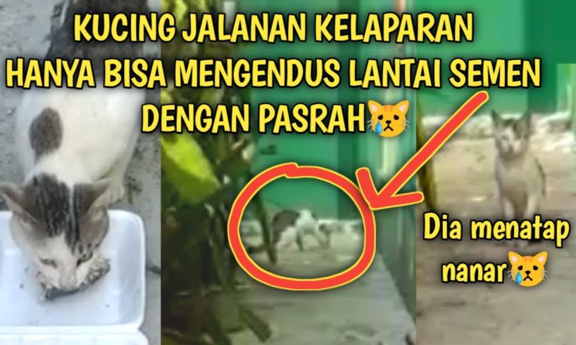 Kucing Jalanan Kelaparan Hanya Bisa Mengendus Lantai Semen dengan Pasrah | Video Sedih Kucing