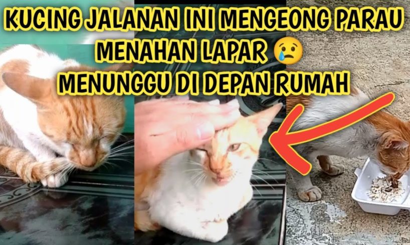 Kucing Jalanan Mengeong Parau Menahan Lapar | Bagiin Nasi Ikan ke Kucing Jalanan Street Cat Feeding