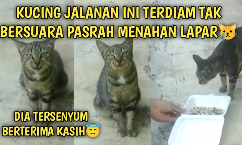 Kucing Jalanan Terdiam Tak Bersuara Pasrah Kelaparan | Video Sedih Kucing Jalanan | Street Cat