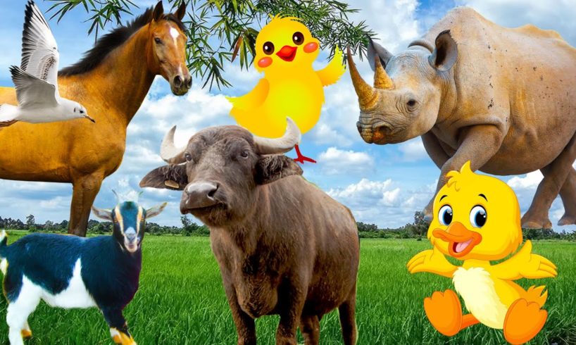 Learn about familiar animals: chicken, buffalo, goat, rhinoceros, seahorse, seagull