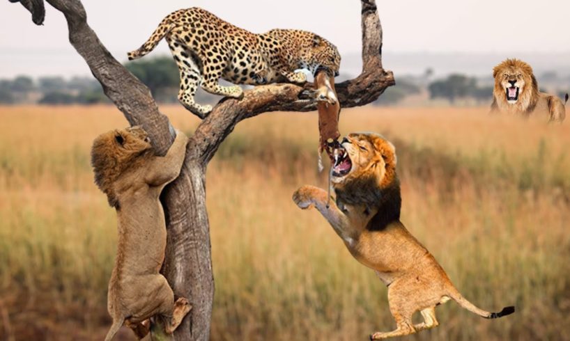 Lion And Leopard Fighting For Food On The Tree - Wild Animals Hunting