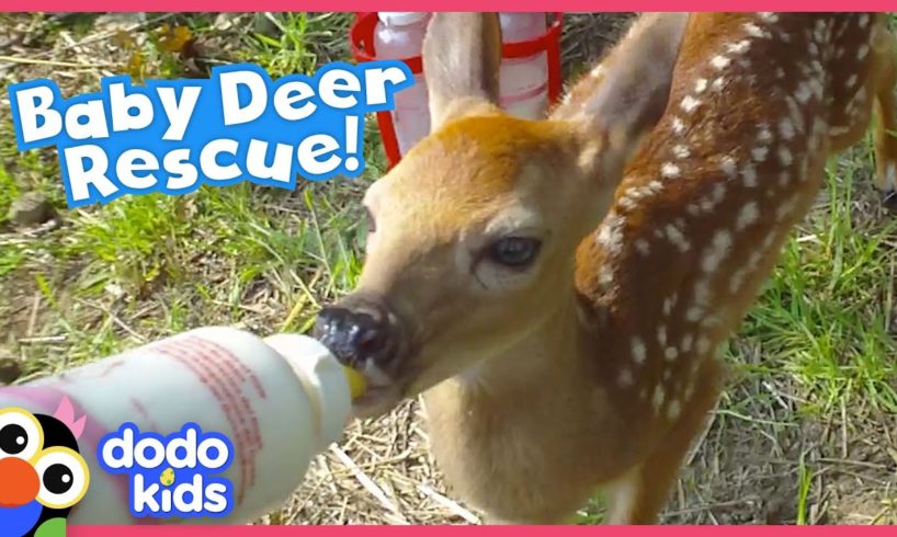 Lost Baby Deer Asks People To Rescue Her | Animal Videos For Kids | Dodo Kids