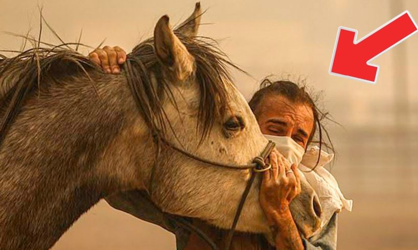 Mama Horse Rescued From California Fires Breaks From Handlers To Save Her Foal