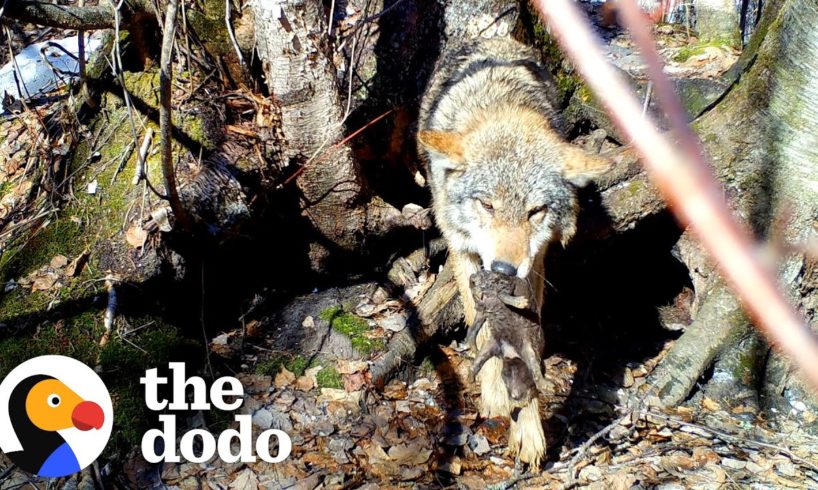 Mama Wolf Rescues Her Babies One By One From Flooded Den | The Dodo