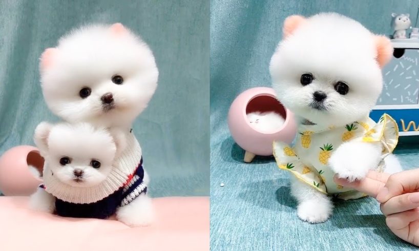 Mini Pomeranian 😍🐶 Pomeranian The Cutest Dogs #6