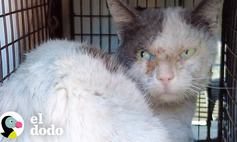 Mira al 'gato más vicioso' del mundo derretirse cuando la gente lo toca | ¡Adóptame! | El Dodo