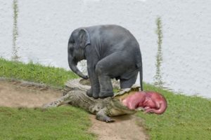 Mother Elephant brave saves baby from Crocodile | Wild animal fights 2022