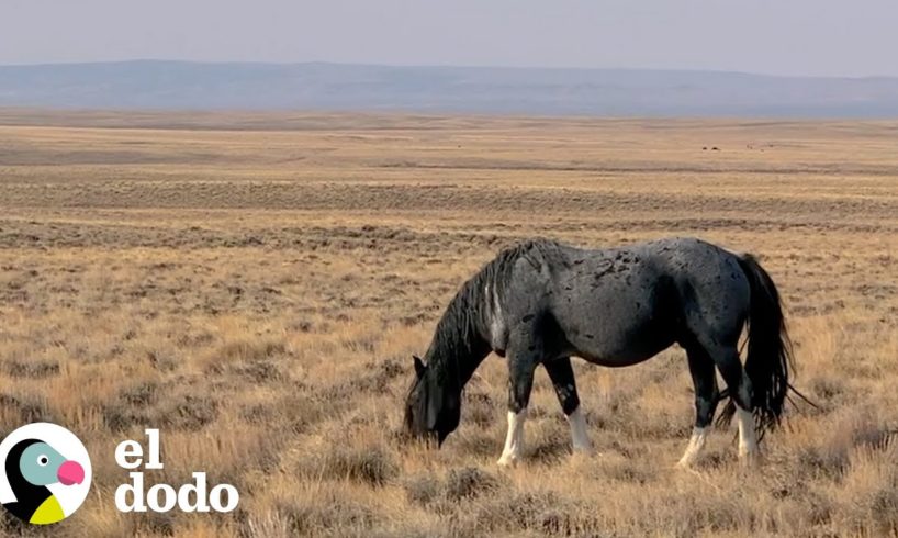 Mujer pasa más de un año tratando de encontrar un caballo salvaje capturado y su familia | El Dodo