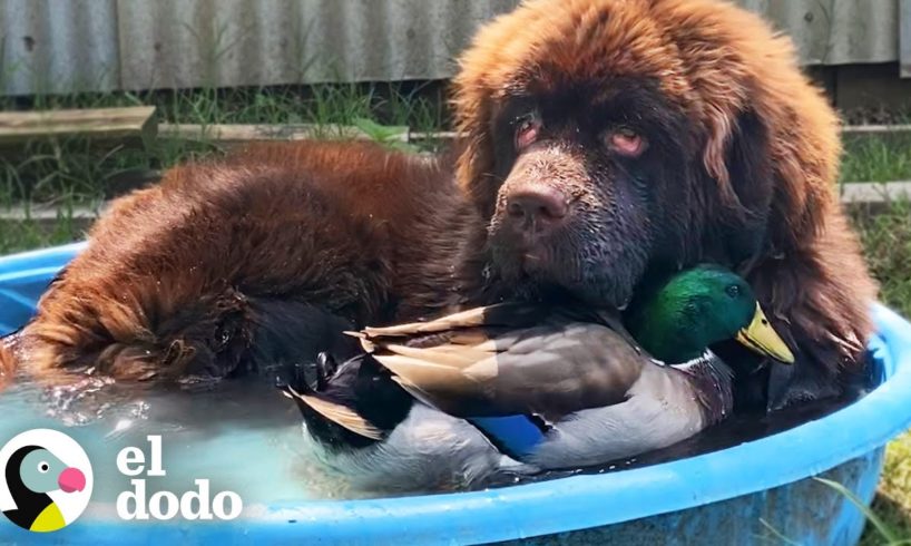 Pato aletea rápido cuando ve a su mejor amigo, un perro de 153 libras | Parejas Disparejas | El Dodo