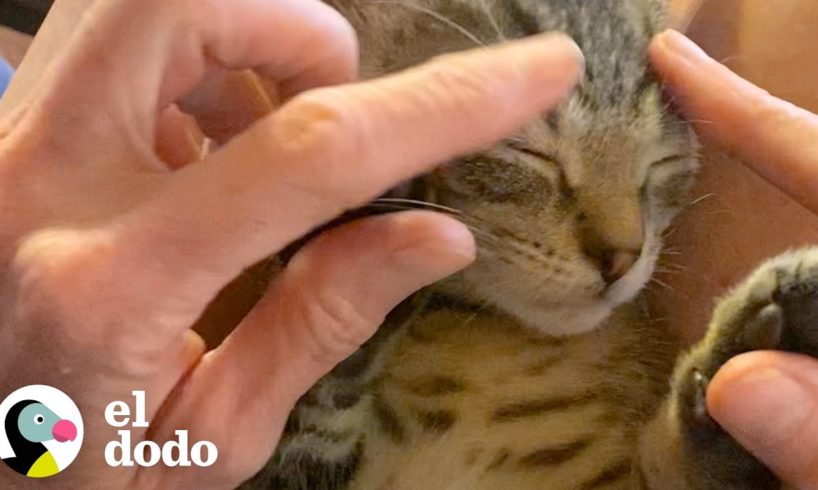 Pequeño gatito se hace amigo del ciervo salvaje que visita su jardín | Pequeño y Valiente | El Dodo