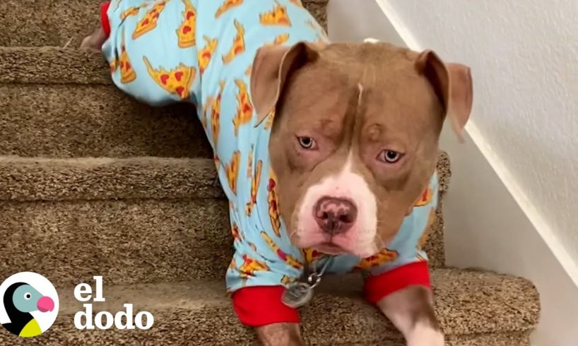 Perros conocen los secretos de la vida | Puro Pitbull | El Dodo