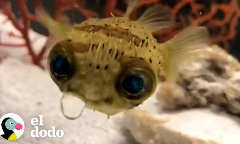 Pez globo lanza agua cuando tiene hambre | El Dodo