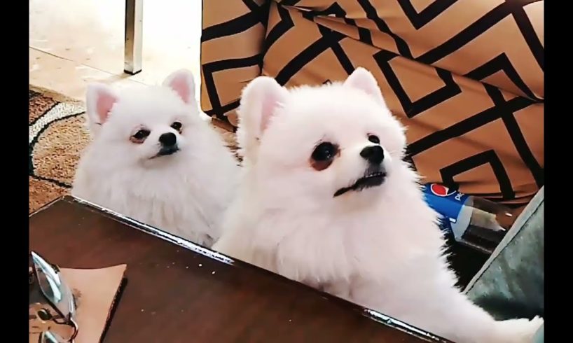 Pomeranian Dog 2022 - Mocha & Sugar try to eat orange | Animals Playing