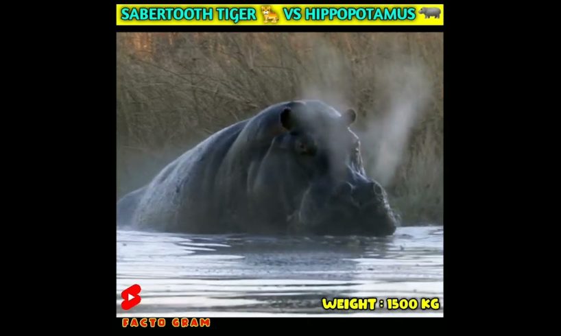 Sabertooth Tiger 🐅 vs Hippopotamus | Animals fight | Comparison #bestfacts #factsdaily