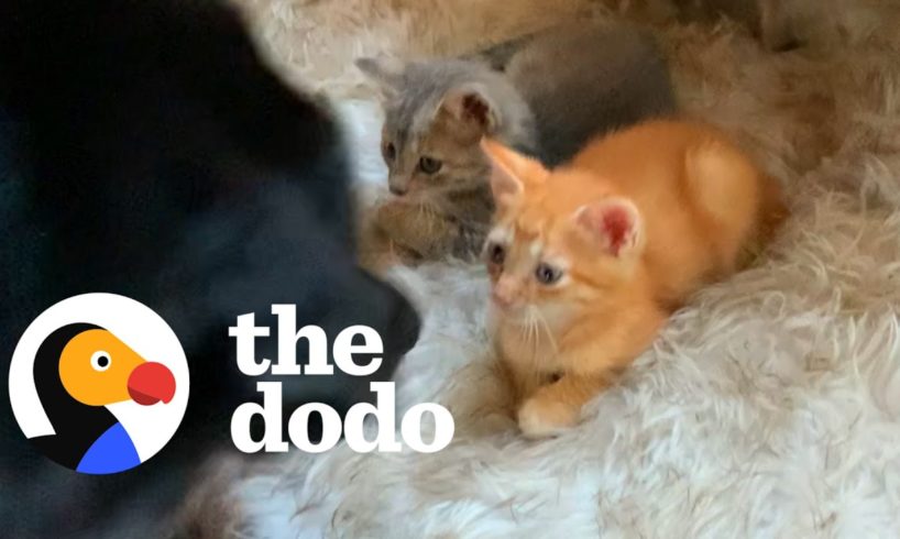 Sweet Dog Teaches The Other Pets How To Babysit The Foster Kittens  | The Dodo Odd Couples