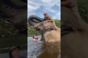 Swimming With Bubbles The Giant Elephant 🐘 #shorts #animals #giant #elephant #safari #cuteanimals