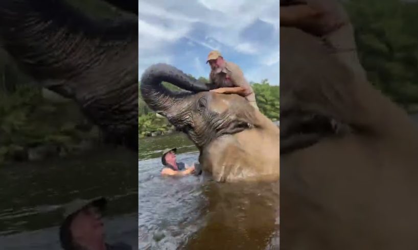 Swimming With Bubbles The Giant Elephant 🐘 #shorts #animals #giant #elephant #safari #cuteanimals