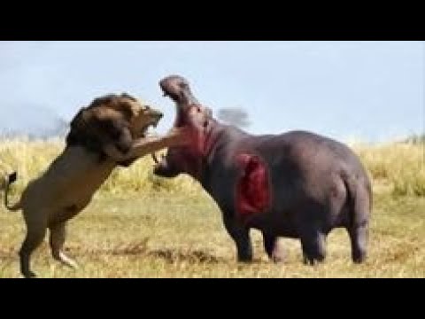 The Best Animal Fights #shorts