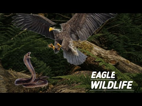 The Best Of Eagle Attacks 2022 - Most Amazing Moments Of Wild Animal Fights! Wild Discovery Animals