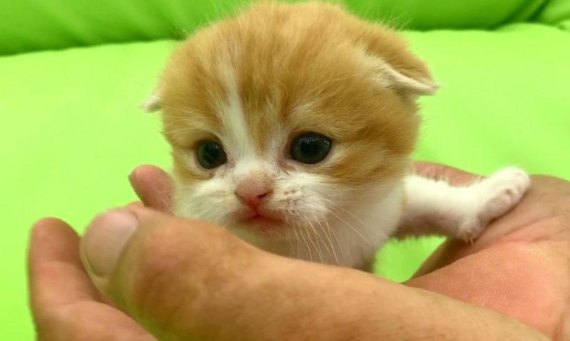 The cutest kitten in the world on daddy's palm