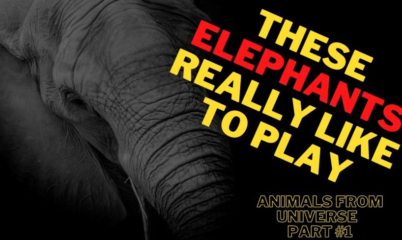 These elephants really like to play | Animals From Universe | Part #1