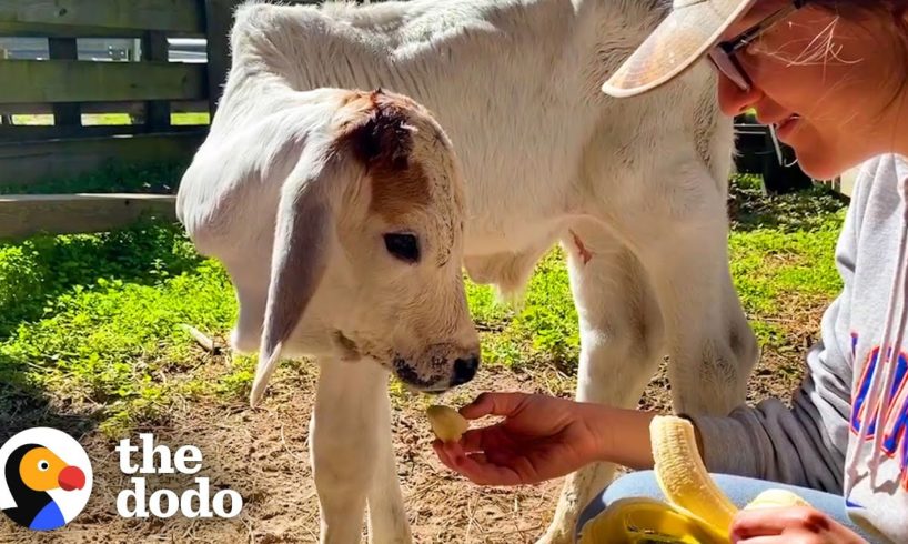 Tiny Calf Wouldn’t Eat On His Own Until Rescuers Introduced Him To Someone Just Like Him | The Dodo