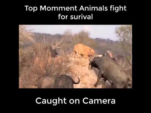 Top momments wild animal fights for survival caught on camera