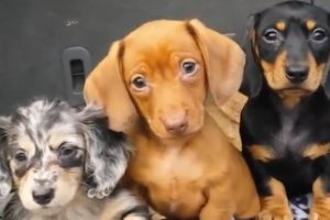 Ultimate Puppy Roundup 😍 🐾  | Cutest Puppies Caught on Camera